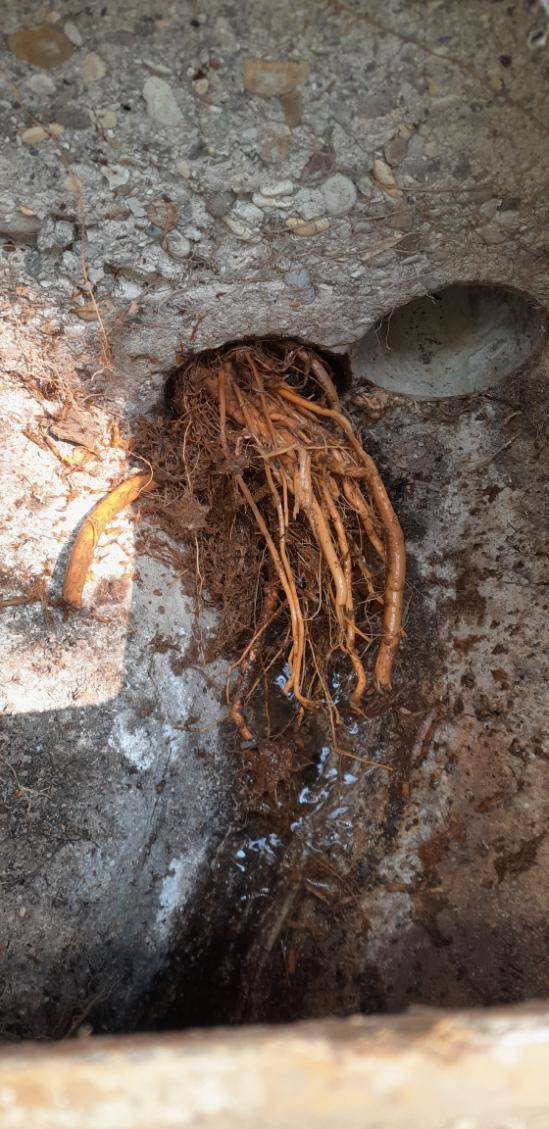 Racine dans votre évacuation? Qui contacter sur les alentours du Puy st Réparade
