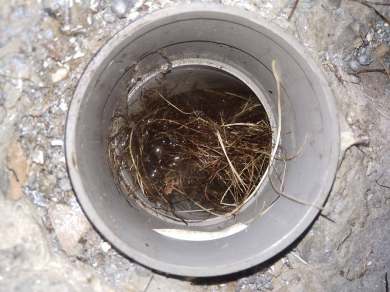 Canalisation bouchée par des racines à La Roque d'Anthéron