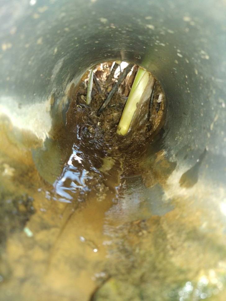 Racines provoquant l'obstruction et débordement d'un regard à Pertuis